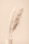 Picture of PAMPAS GRASS BEGIE 13