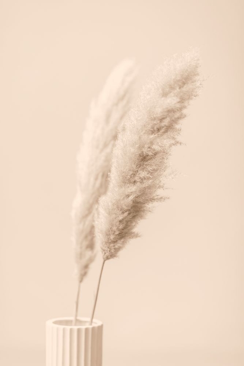 Picture of PAMPAS GRASS BEGIE 13