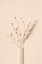 Picture of THISTLE A PAMPAS BEIGE