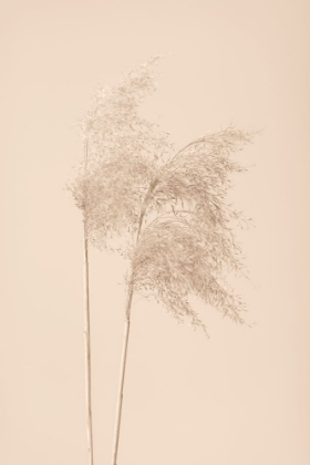Picture of REED GRASS BEIGE 02