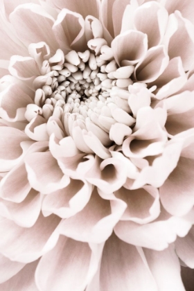 Picture of CHRYSANTHEMUM NO 01