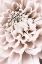 Picture of CHRYSANTHEMUM NO 01