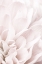 Picture of CHRYSANTHEMUM NO 04