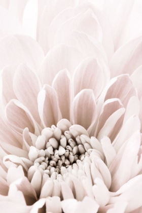 Picture of CHRYSANTHEMUM NO 06