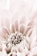 Picture of CHRYSANTHEMUM NO 06