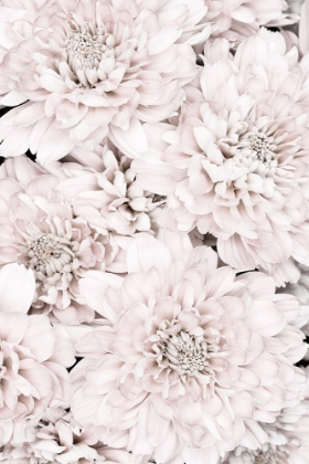 Picture of CHRYSANTHEMUM NO 07