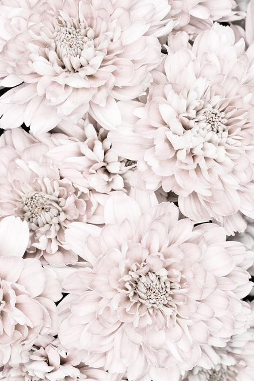 Picture of CHRYSANTHEMUM NO 07