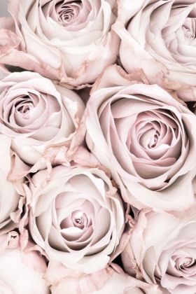 Picture of PINK ROSES NO 01