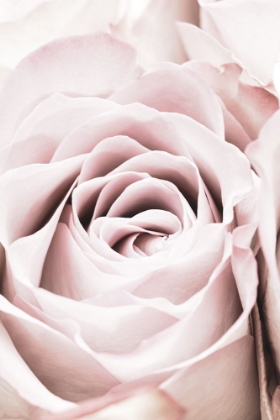 Picture of PINK ROSE NO 06