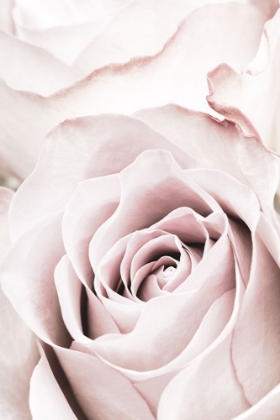 Picture of PINK ROSE NO 05