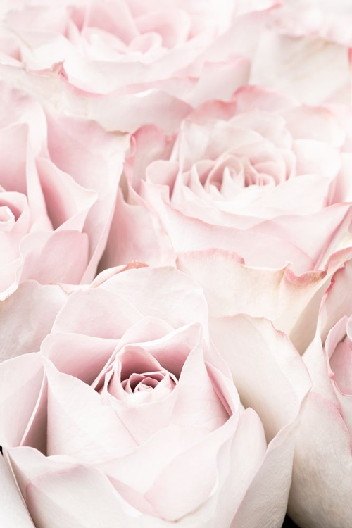 Picture of PINK ROSES 05