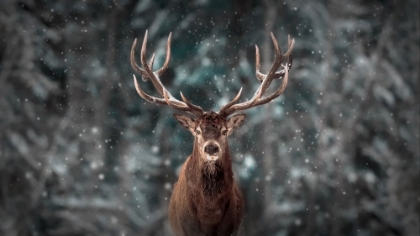 Picture of DEER KING