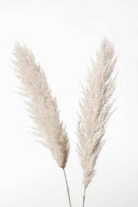 Picture of PAMPAS WHITE