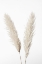 Picture of PAMPAS WHITE