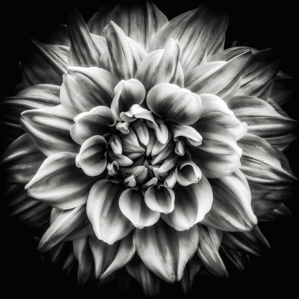 Picture of DAHLIA IN BLACK AND WHITE