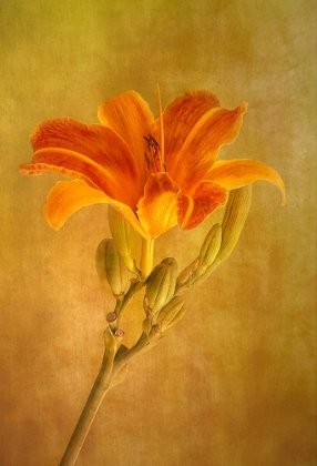 Picture of ONE DAY LILY
