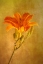 Picture of ONE DAY LILY