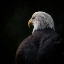 Picture of EAGLE ... COMPASSION