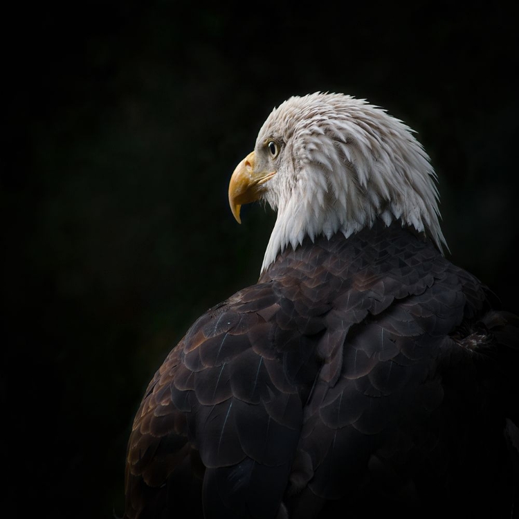 Picture of EAGLE ... COMPASSION