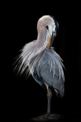 Picture of THE ELEGANT GREAT BLUE HERON