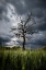 Picture of STORMY WEATHER