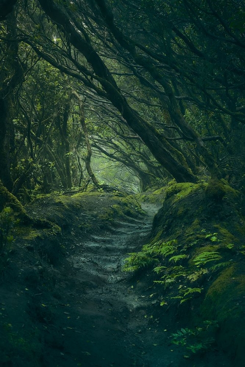 Picture of ENTERING FANGORN