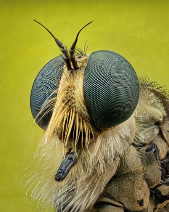 Picture of ROBBERFLY