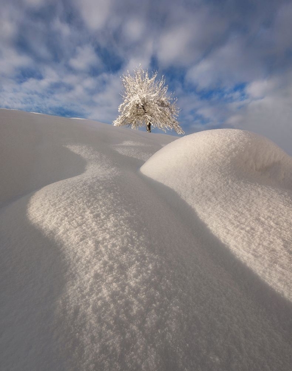 Picture of CURVES OF A WINTER LANDSCAPE