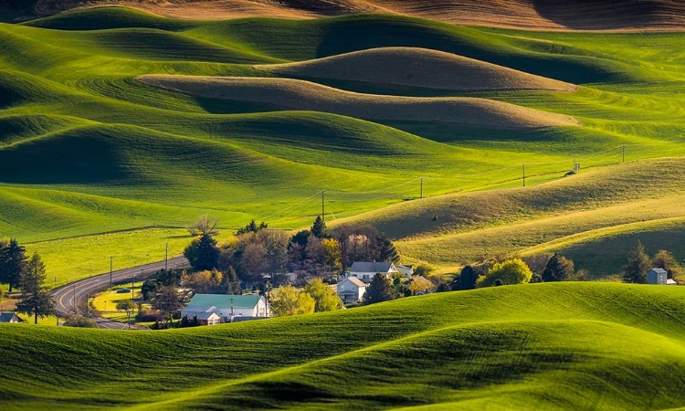 Picture of HOUSES IN THE FARM LAND