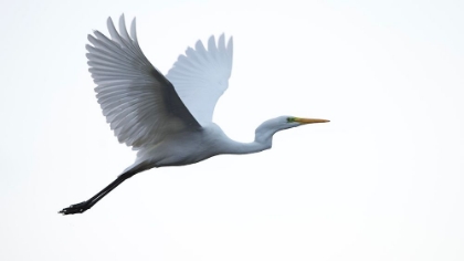 Picture of LITTLE EGRET