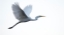 Picture of LITTLE EGRET