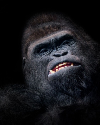 Picture of GORILLA FACE SEEN FROM ABOVE