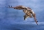 Picture of OSPREY