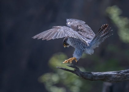 Picture of PEREGRINE FALCON