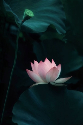 Picture of LOTUS FLOWER