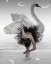 Picture of SWAN LAKE