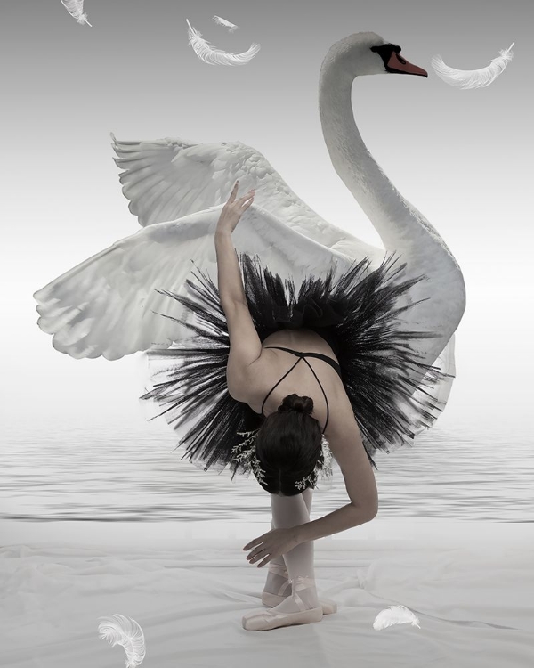 Picture of SWAN LAKE