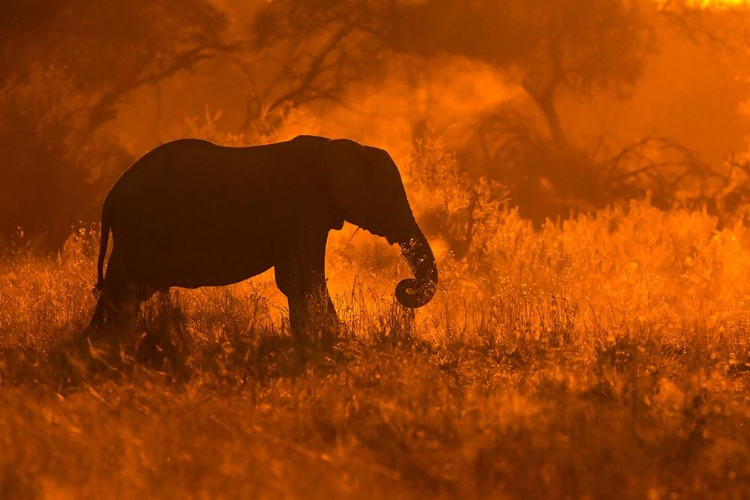 Picture of GOLDEN ELEPHANT IN SAVUTE