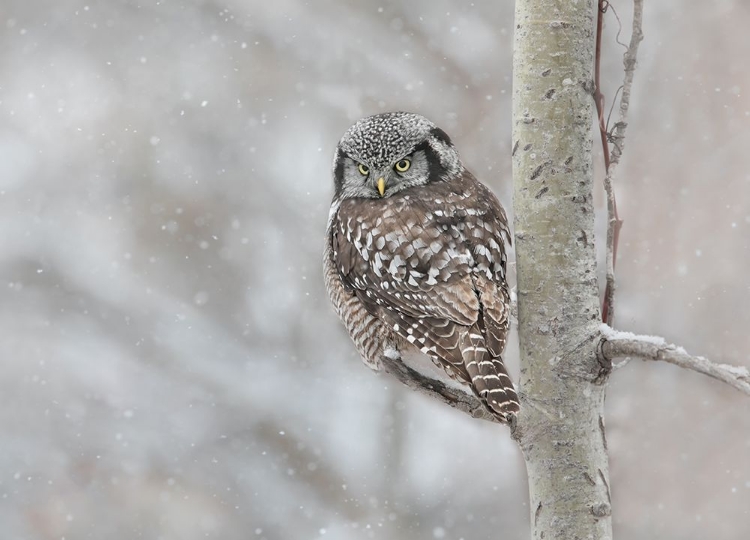 Picture of NORTHERN HAWK OWL LOOK BACK