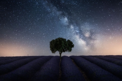 Picture of TREE AND MILKY WAY