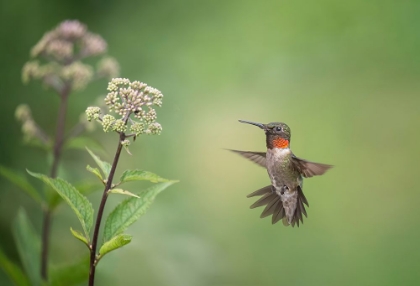 Picture of HUMMINGBIRD