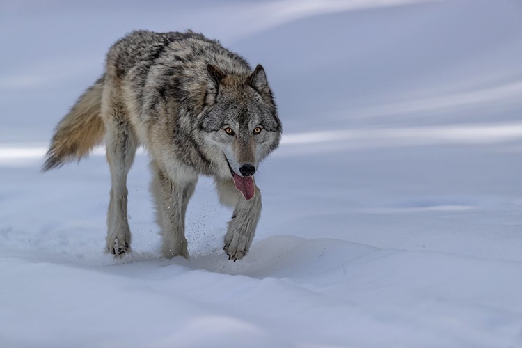 Picture of WOLF