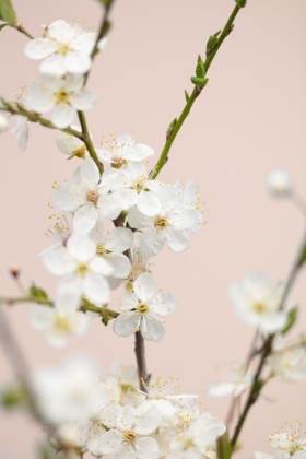 Picture of CHERRY TREE FLOWERS