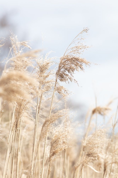 Picture of GRASS REED AND SKY_3