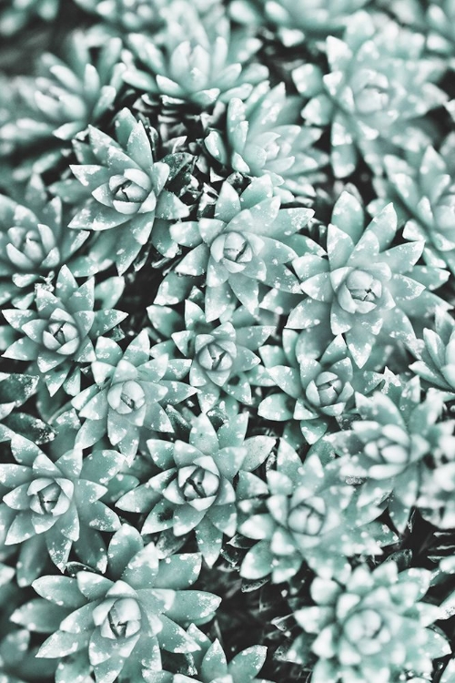 Picture of PLANT