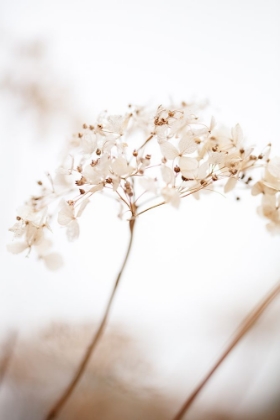 Picture of SOFT DRIED FLOWER_BROWN
