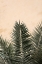 Picture of PALM LEAVES AND WALL_1