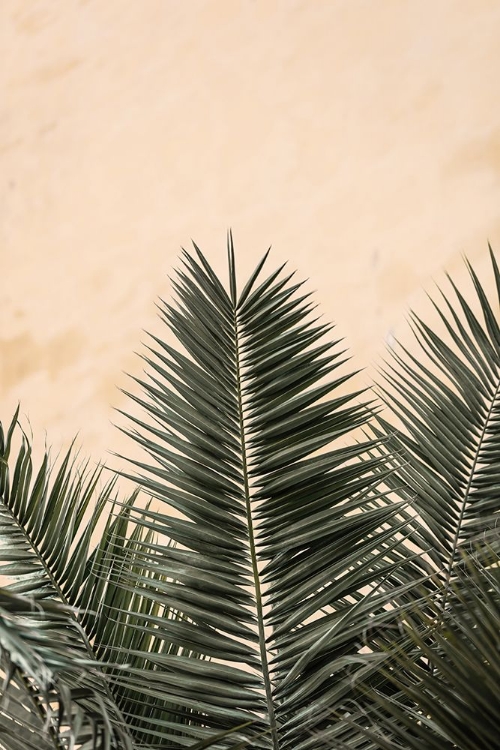 Picture of PALM LEAVES AND WALL_1