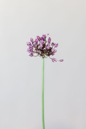 Picture of CHIVE FLOWER