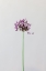 Picture of CHIVE FLOWER